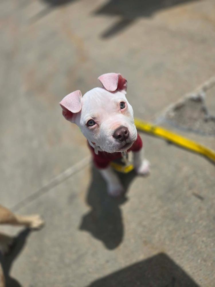 Yeti, a Adoptable mixed breed in Union Grove, WI image 6/6