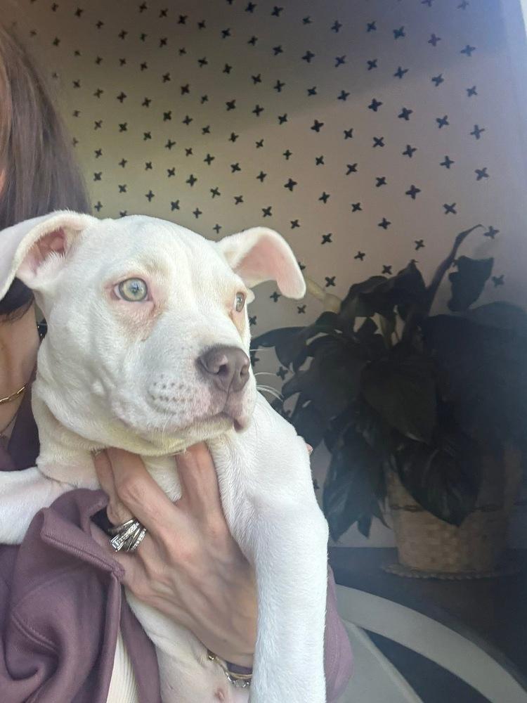 Enlarge Yeti, a Adoptable mixed breed in Union Grove, WI image 4/5