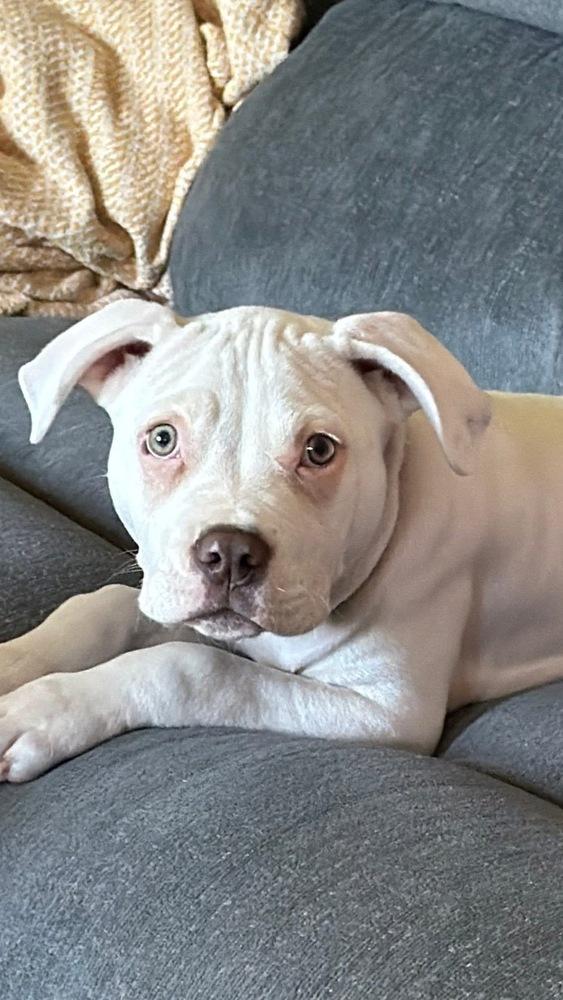 Enlarge Yeti, a Adoptable mixed breed in Union Grove, WI image 5/5