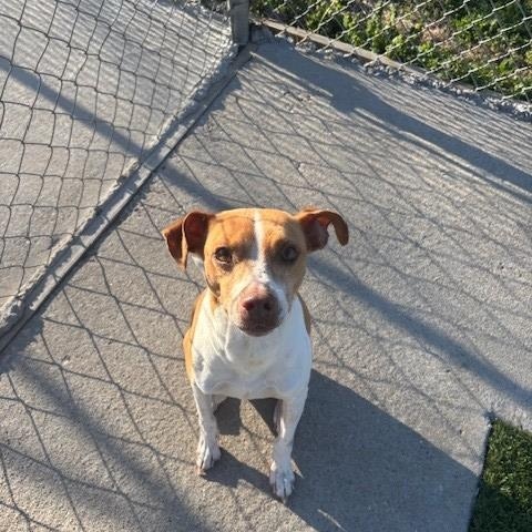 Enlarge Terrance, an adopted mixed breed in Fayetteville, AR image 4/4