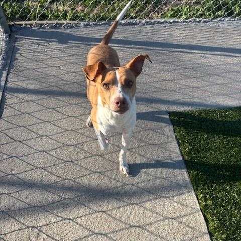 Enlarge Terrance, an adopted mixed breed in Fayetteville, AR image 3/4