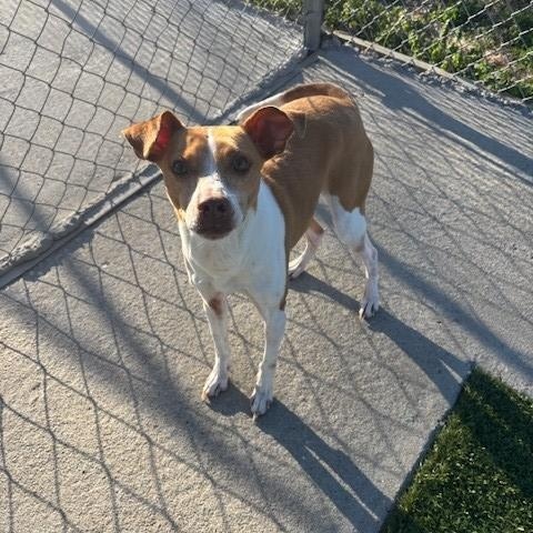 Enlarge Terrance, an adopted mixed breed in Fayetteville, AR image 2/4
