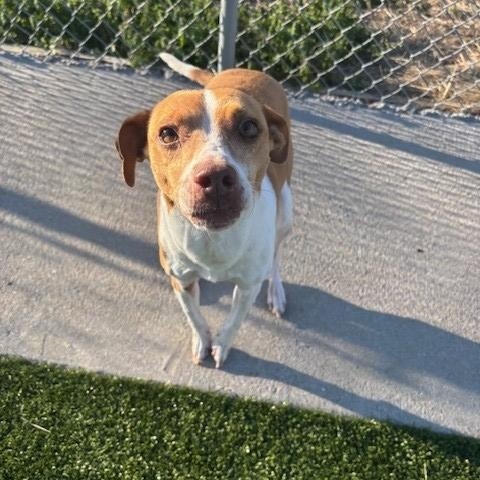 Enlarge Terrance, an adopted mixed breed in Fayetteville, AR image 1/4