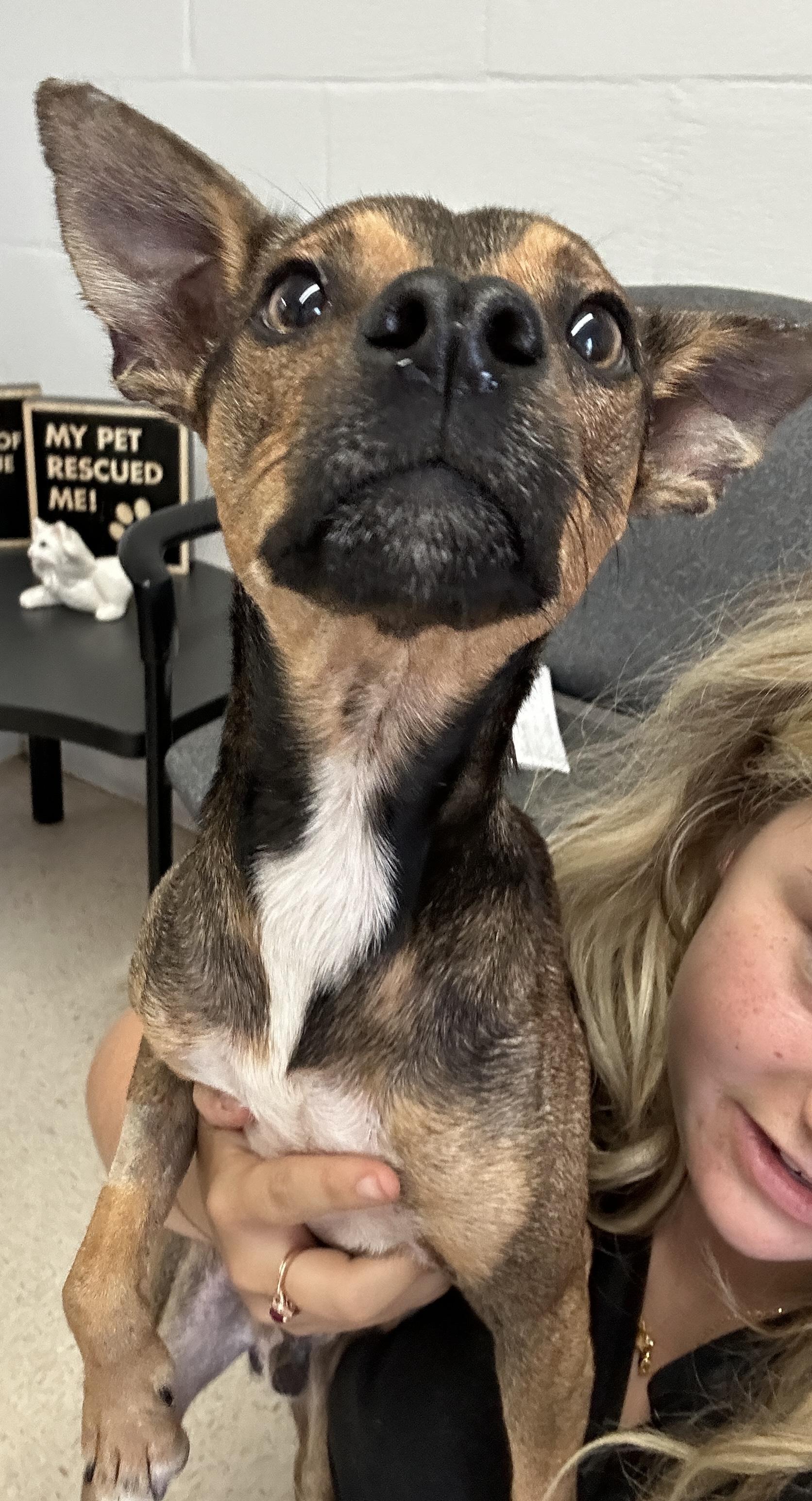 Tico, adopted, Adult Male Chihuahua & Rat Terrier.
