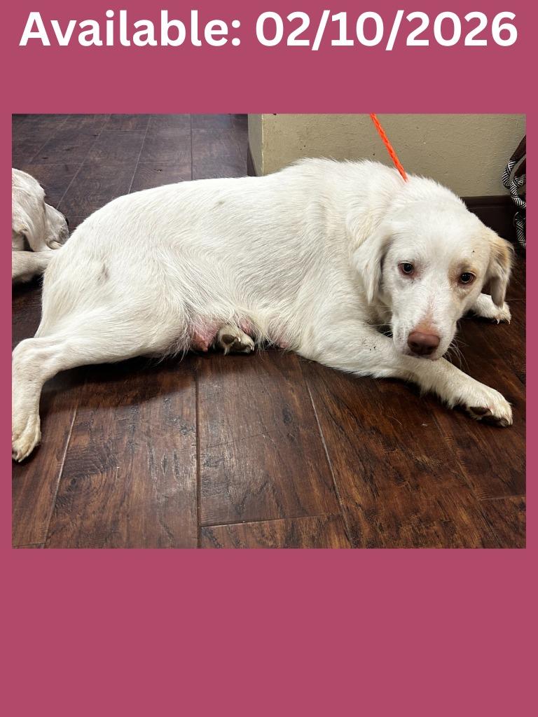 Dog Kennel #8, Adoptable, Adult Female Great Pyrenees & Australian Shepherd.