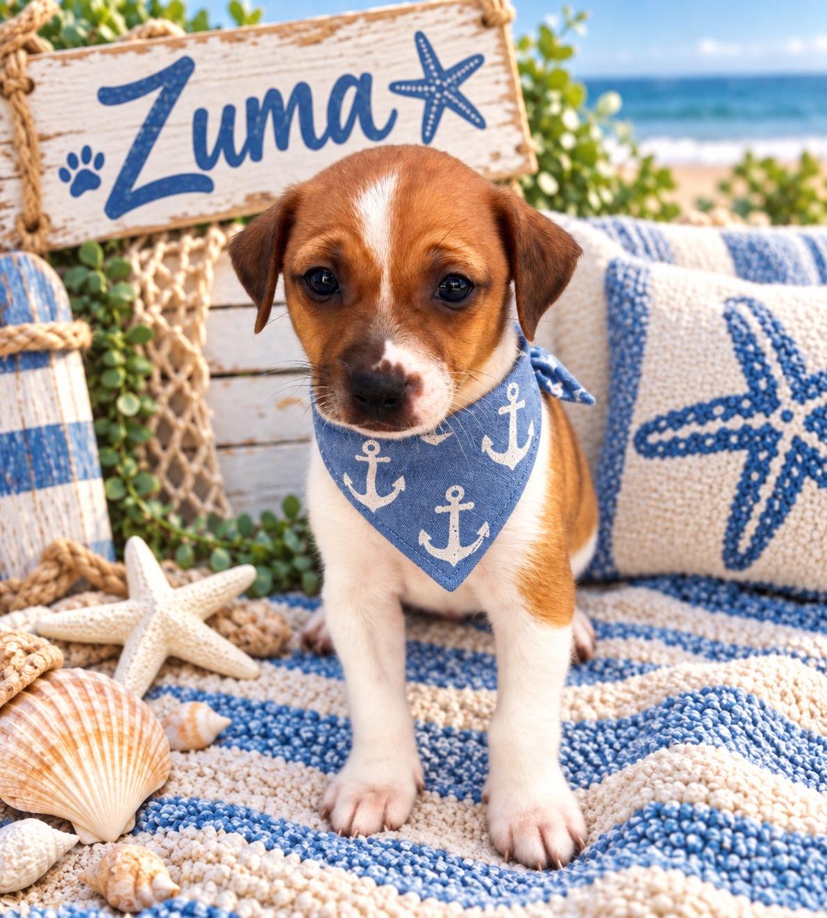 Zuma, Adoptable, Puppy Male Parson Russell Terrier & Chihuahua.