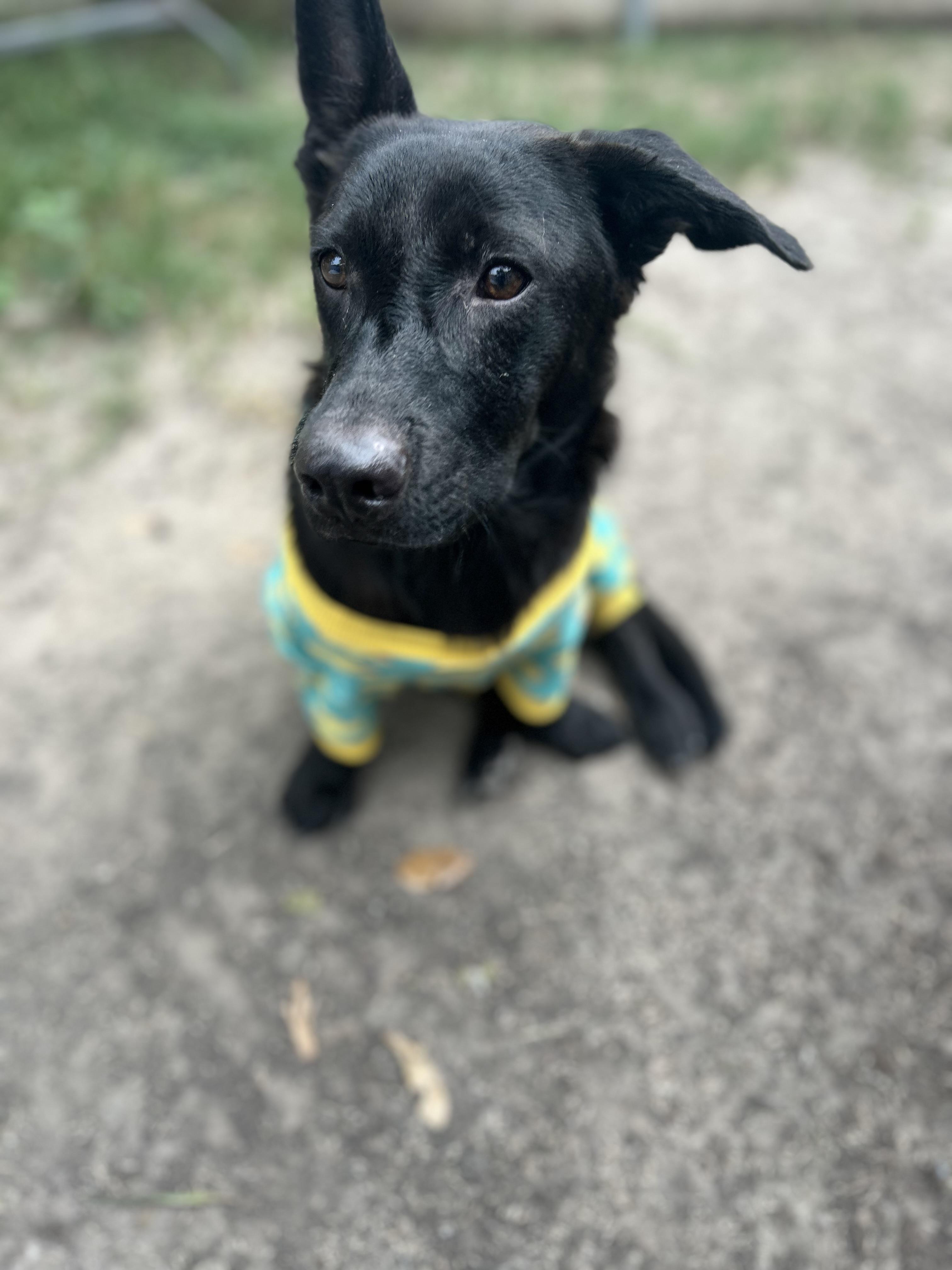 Ollie