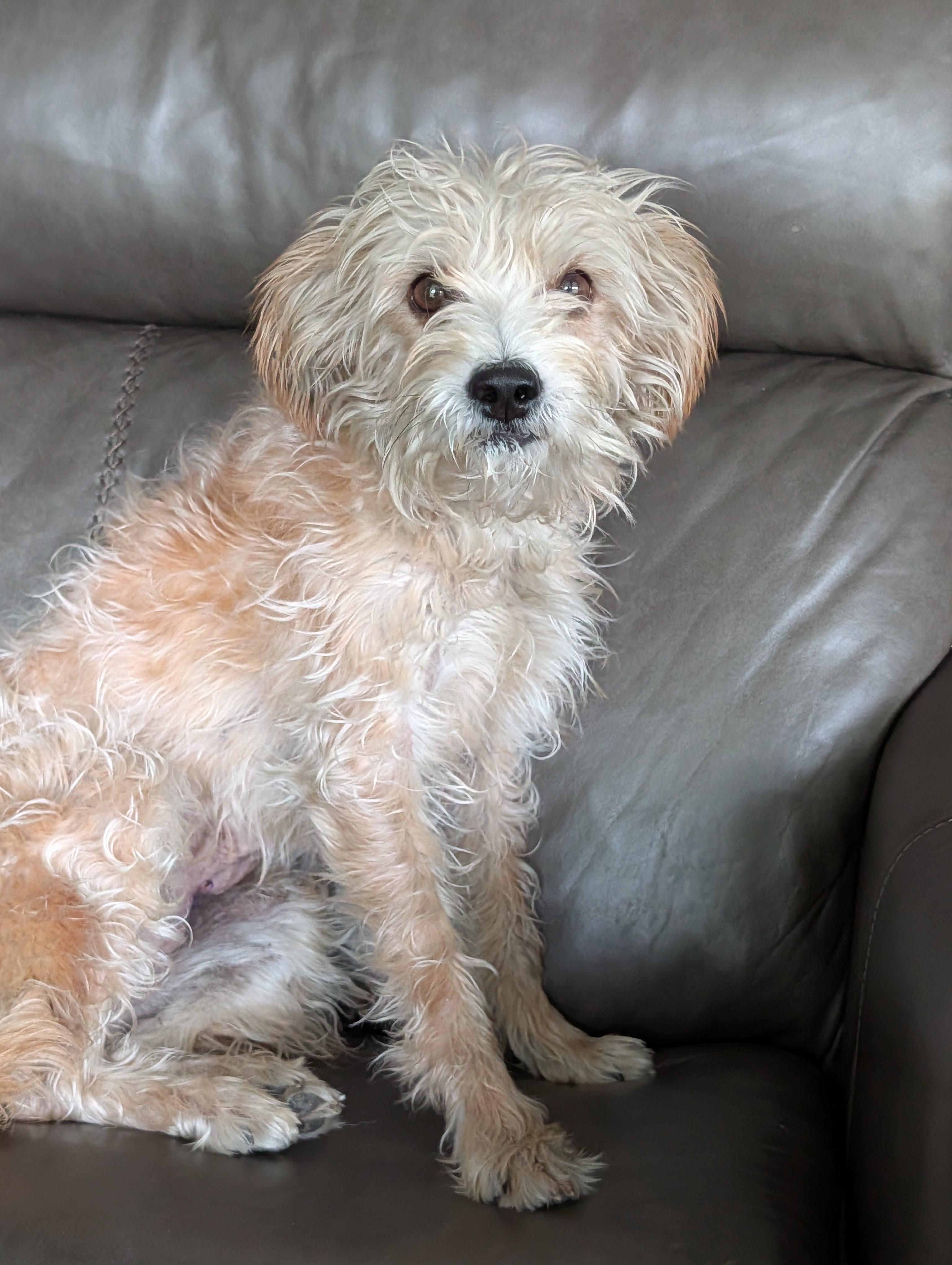Enlarge Suzie, a Adoptable mixed breed in Baton Rouge, LA image 3/3