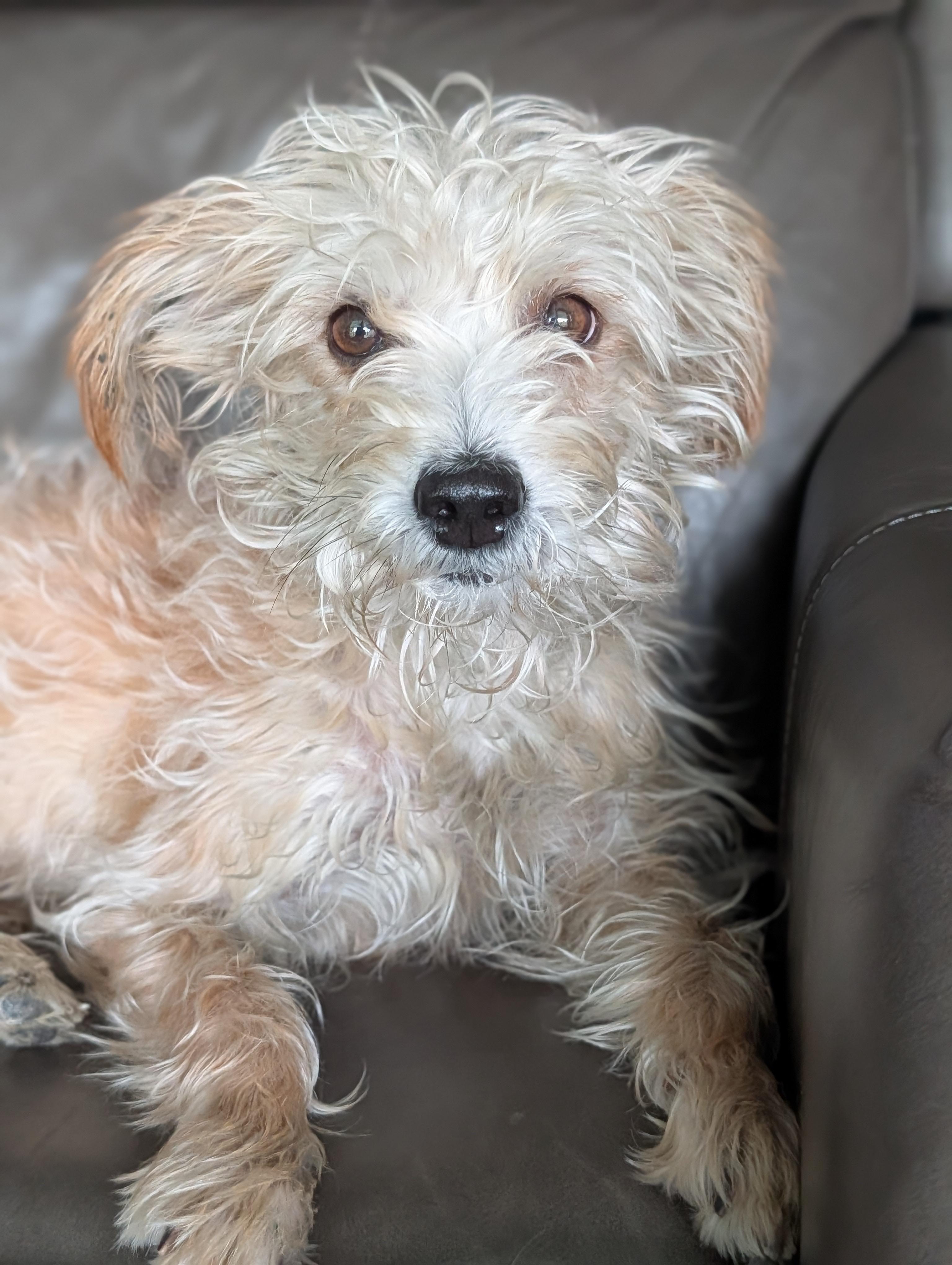Suzie, Adoptable, Puppy Female Miniature Poodle.