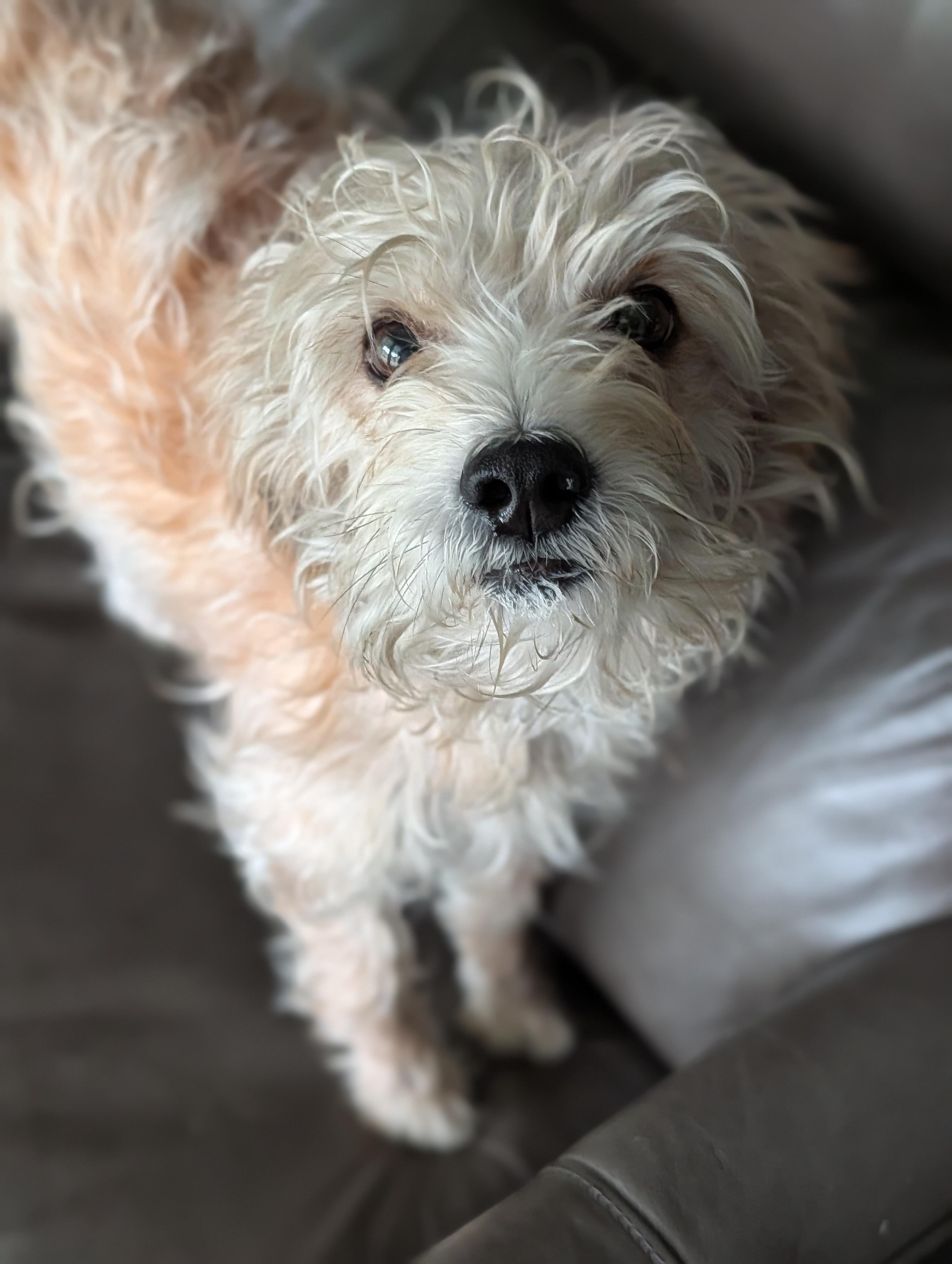Enlarge Suzie, a Adoptable mixed breed in Baton Rouge, LA image 2/3
