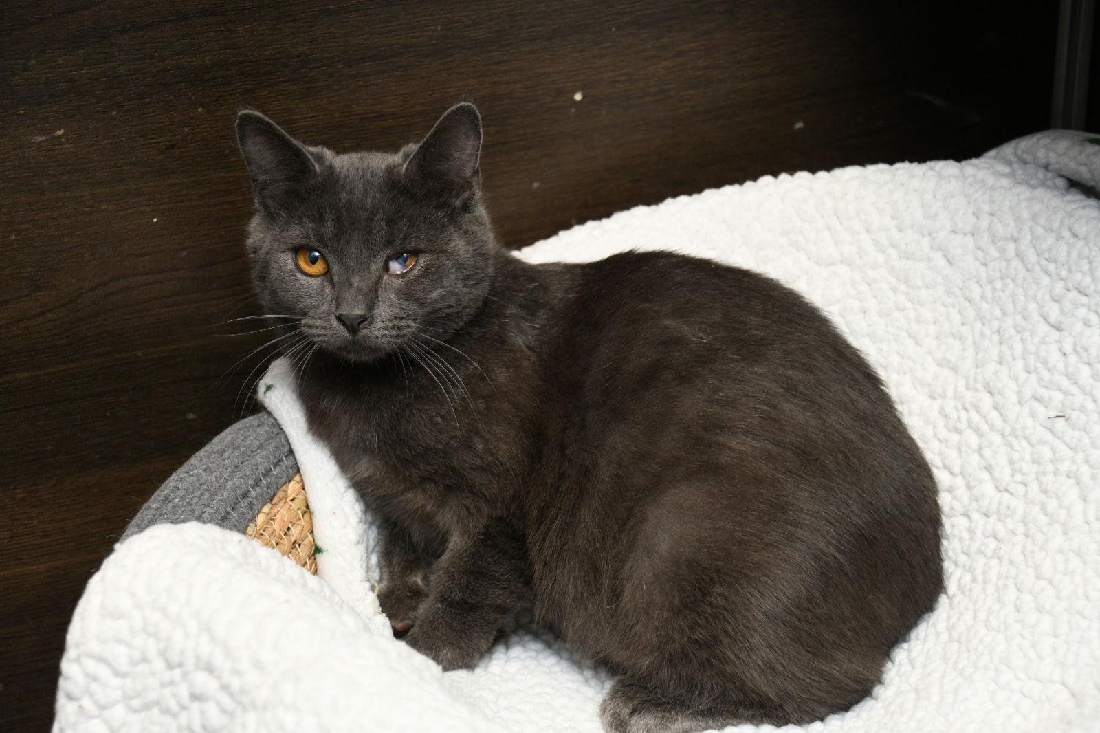 Enlarge Taki, a Adopted American Shorthair in Naples, FL image 1/3