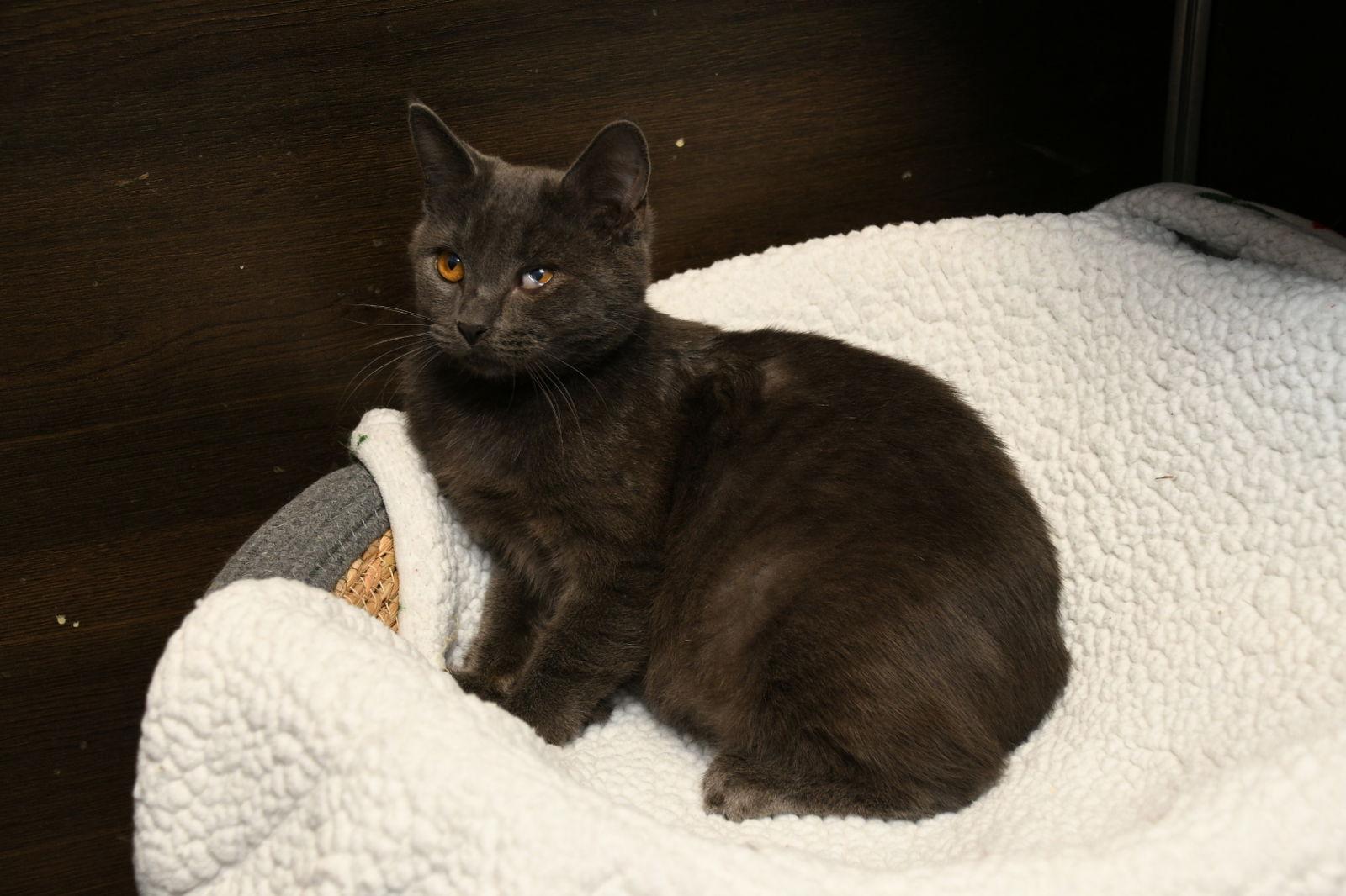 Enlarge Taki, a Adopted American Shorthair in Naples, FL image 2/3