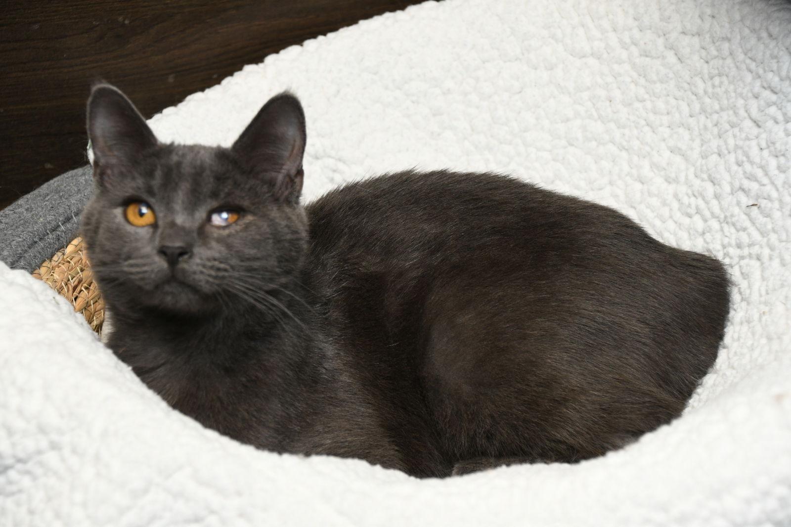 Enlarge Taki, a Adopted American Shorthair in Naples, FL image 3/3