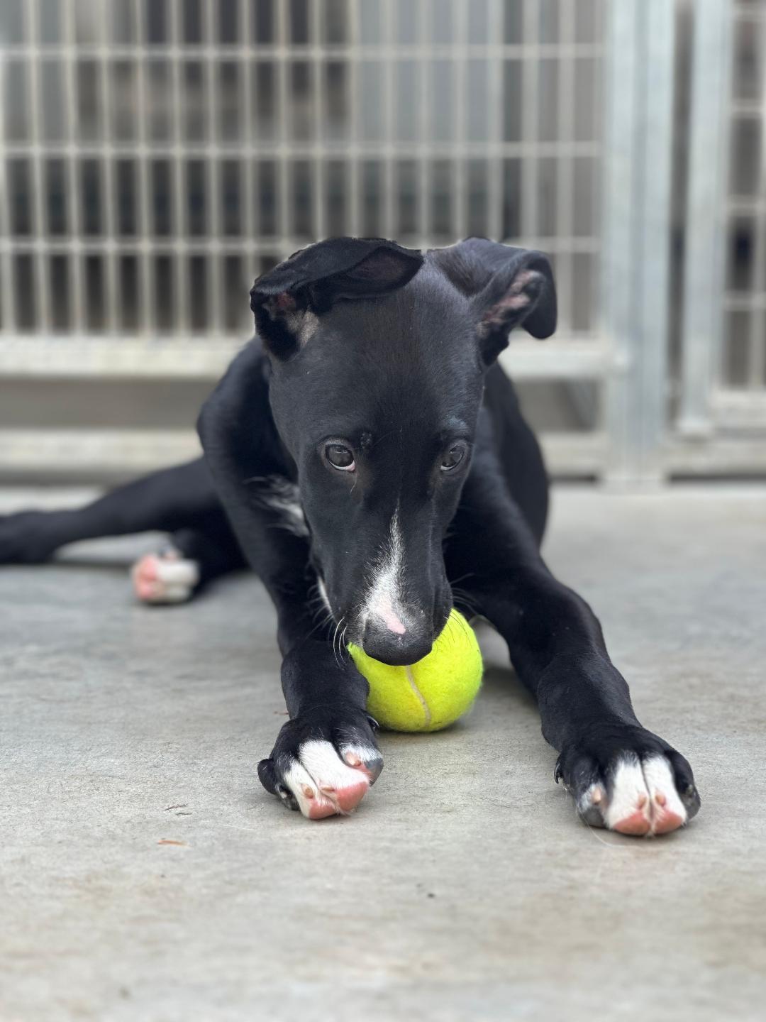 Blake, an adoptable Greyhound, Borzoi in New Milford, CT, 06776 | Photo Image 1