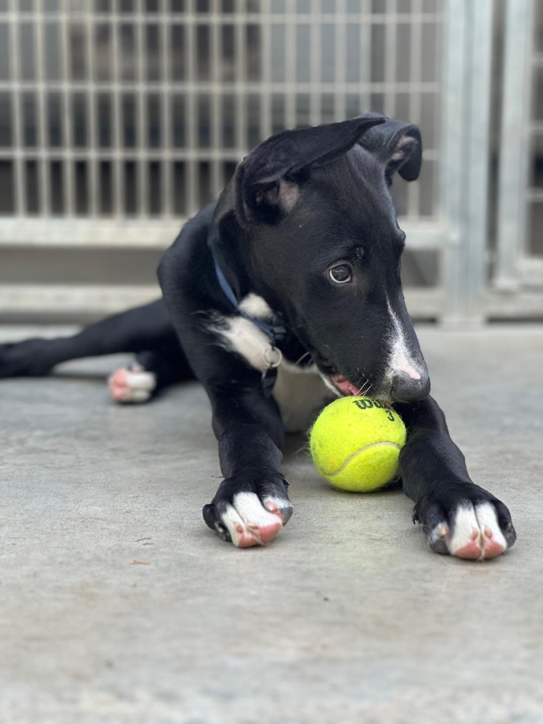 Blake, an adoptable Greyhound, Borzoi in New Milford, CT, 06776 | Photo Image 2