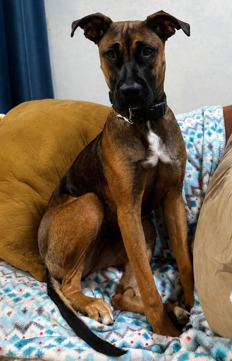 Lady, a Adoptable mixed breed in Midway, UT image 1/2