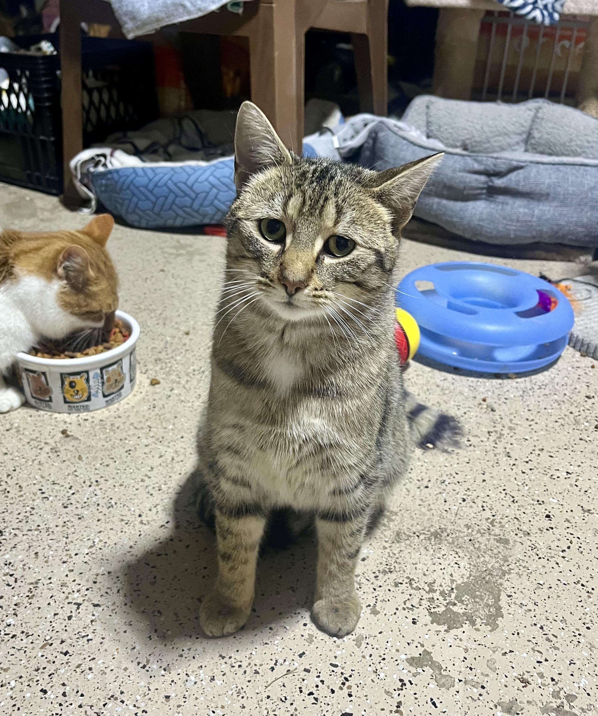 Nicolas , ADOPTABLE, Adult Female Domestic Short Hair.