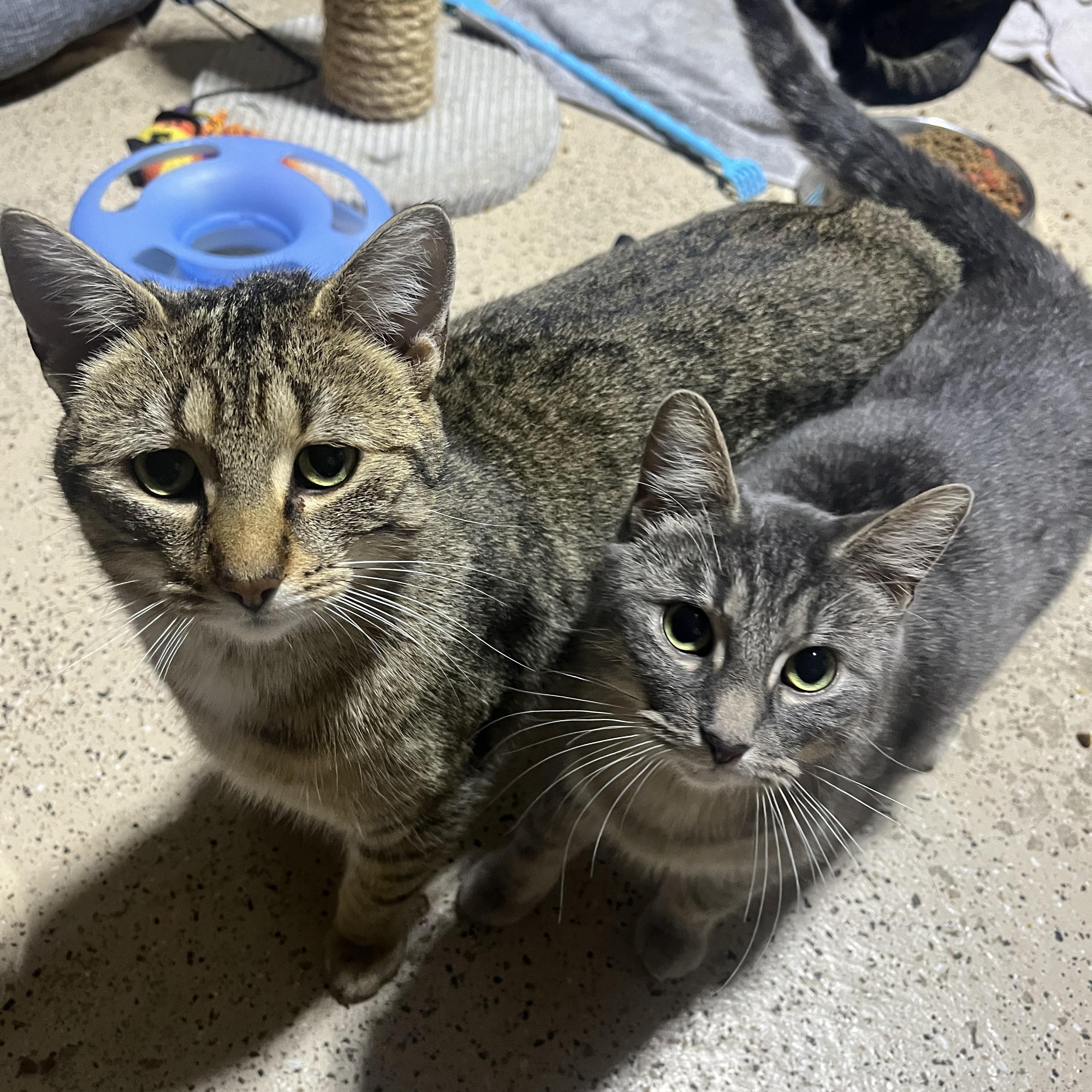 Nicolas , a ADOPTABLE Domestic Short Hair in Hamilton, ON image 6/6