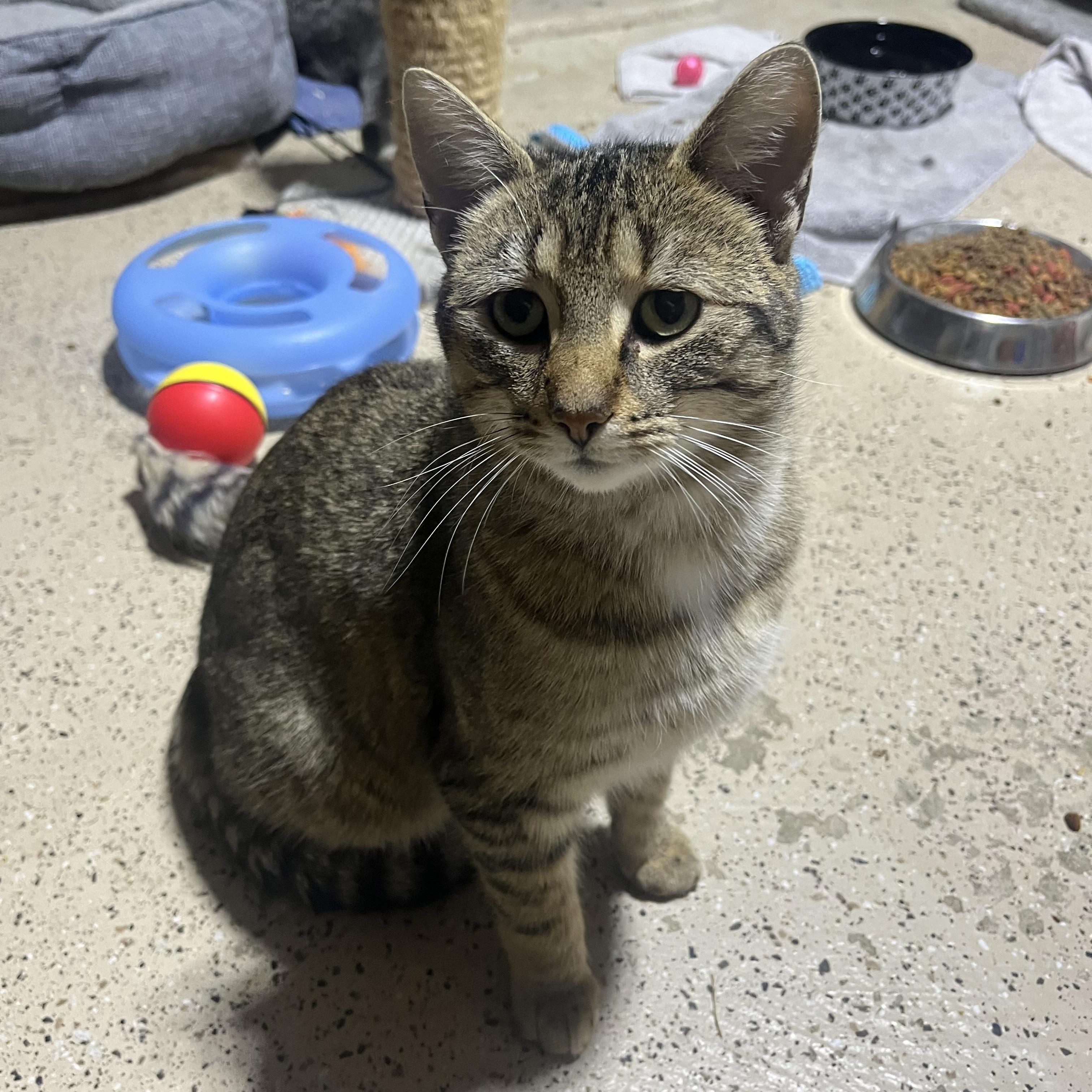 Nicolas , a ADOPTABLE Domestic Short Hair in Hamilton, ON image 3/6