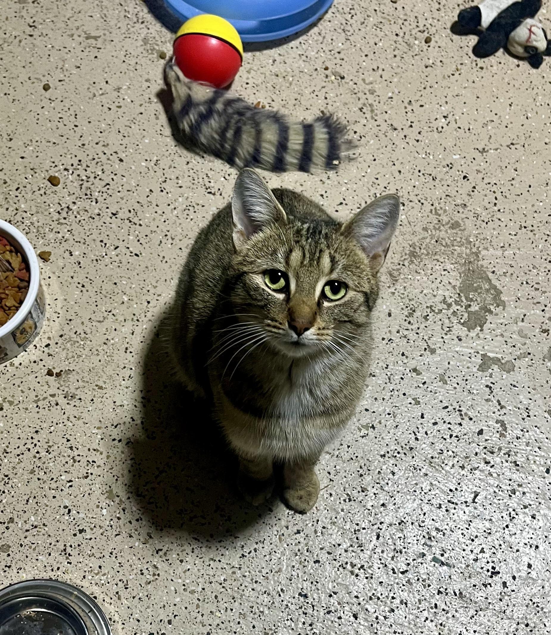 Nicolas , a ADOPTABLE Domestic Short Hair in Hamilton, ON image 5/6