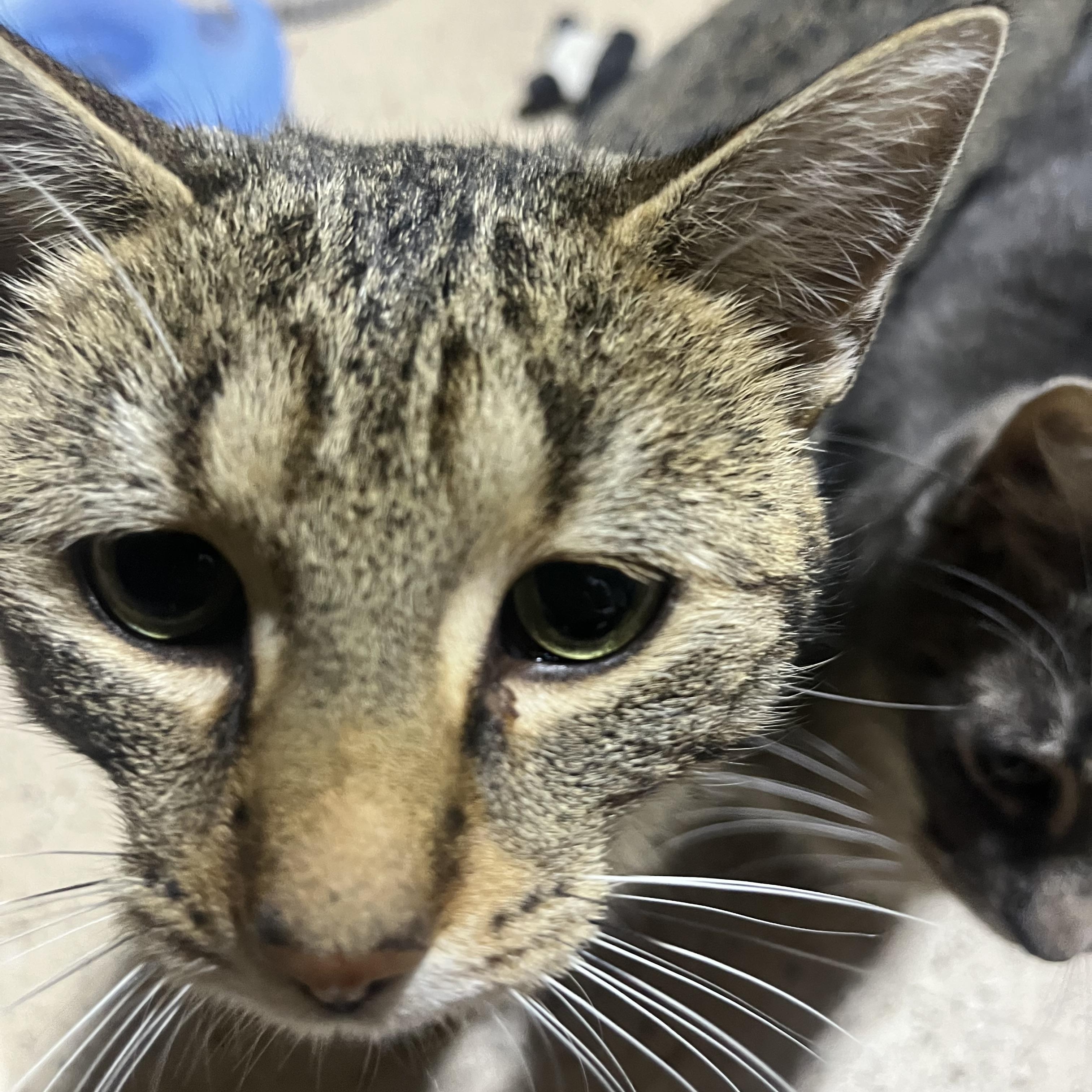 Nicolas , a ADOPTABLE Domestic Short Hair in Hamilton, ON image 4/6