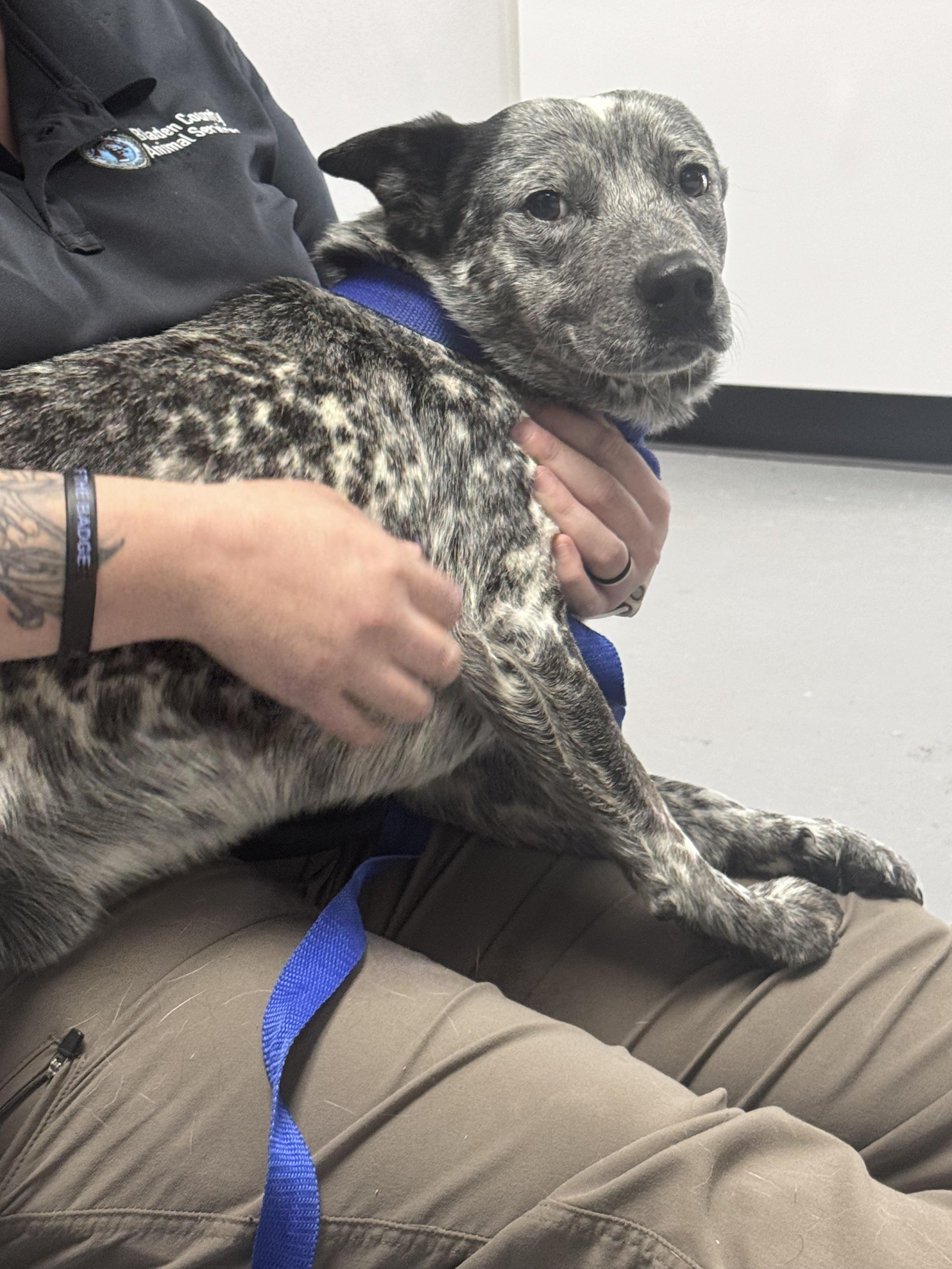 Enlarge Rancher, an adopted Australian Cattle Dog / Blue Heeler in Elizabethtown, NC image 1/1