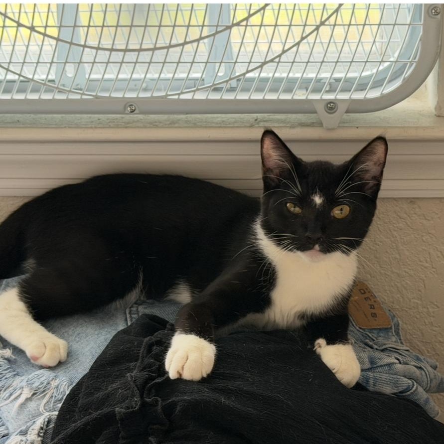 Enlarge Bubbles, a Adoptable Domestic Short Hair in jacksonville, FL image 3/6