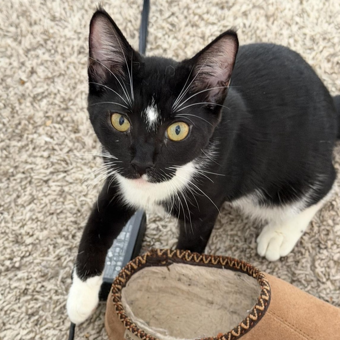 Bubbles, Adoptable, Kitten Female Domestic Short Hair.