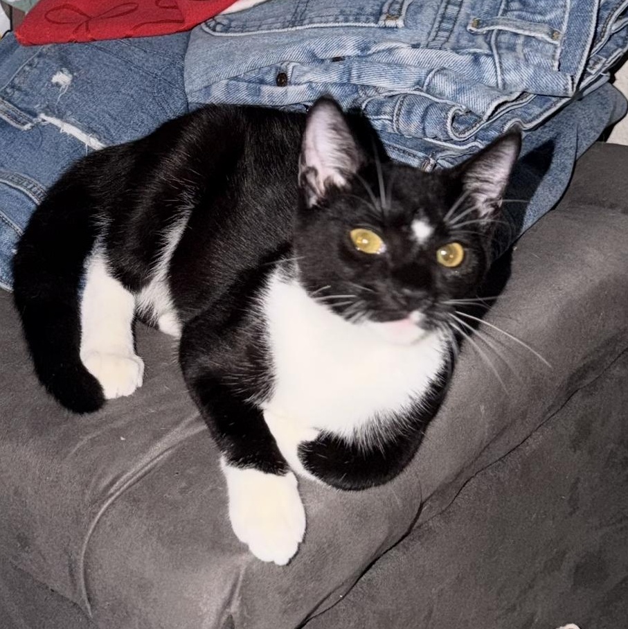 Enlarge Bubbles, a Adoptable Domestic Short Hair in jacksonville, FL image 4/6