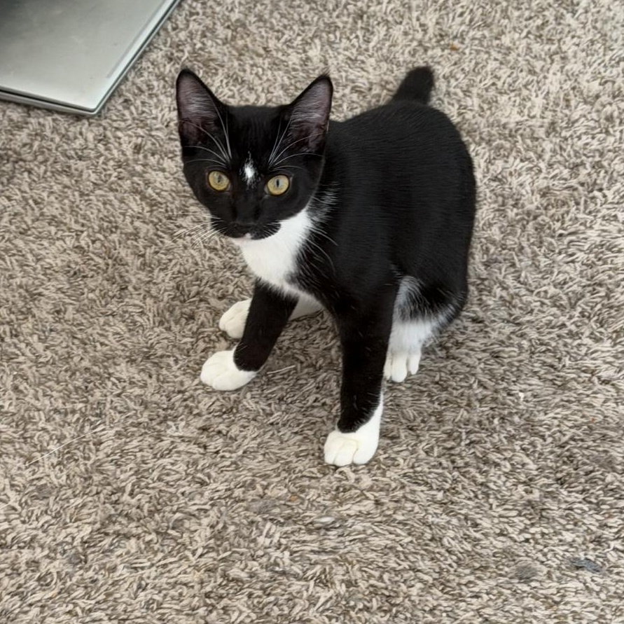 Enlarge Bubbles, a Adoptable Domestic Short Hair in jacksonville, FL image 5/6