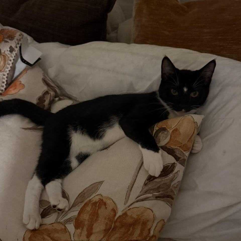 Enlarge Bubbles, a Adoptable Domestic Short Hair in jacksonville, FL image 2/6