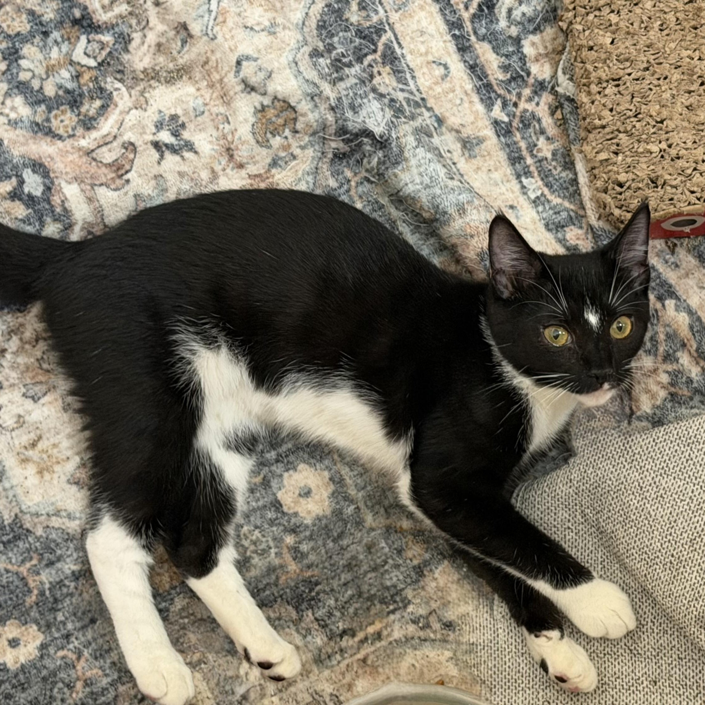 Enlarge Bubbles, a Adoptable Domestic Short Hair in jacksonville, FL image 6/6