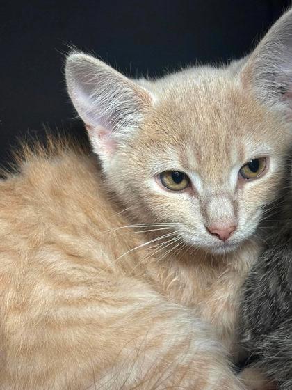 Paprika (with Saffron), Adopted, Kitten Male Domestic Short Hair.