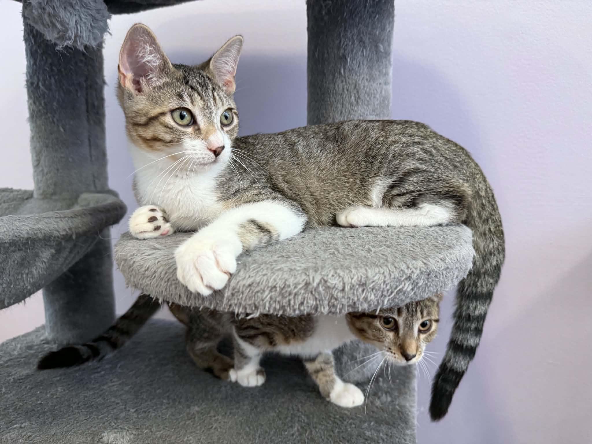 Enlarge Kimchi (cat cafe), a Adopted Domestic Short Hair in West Lafayette, IN image 2/5