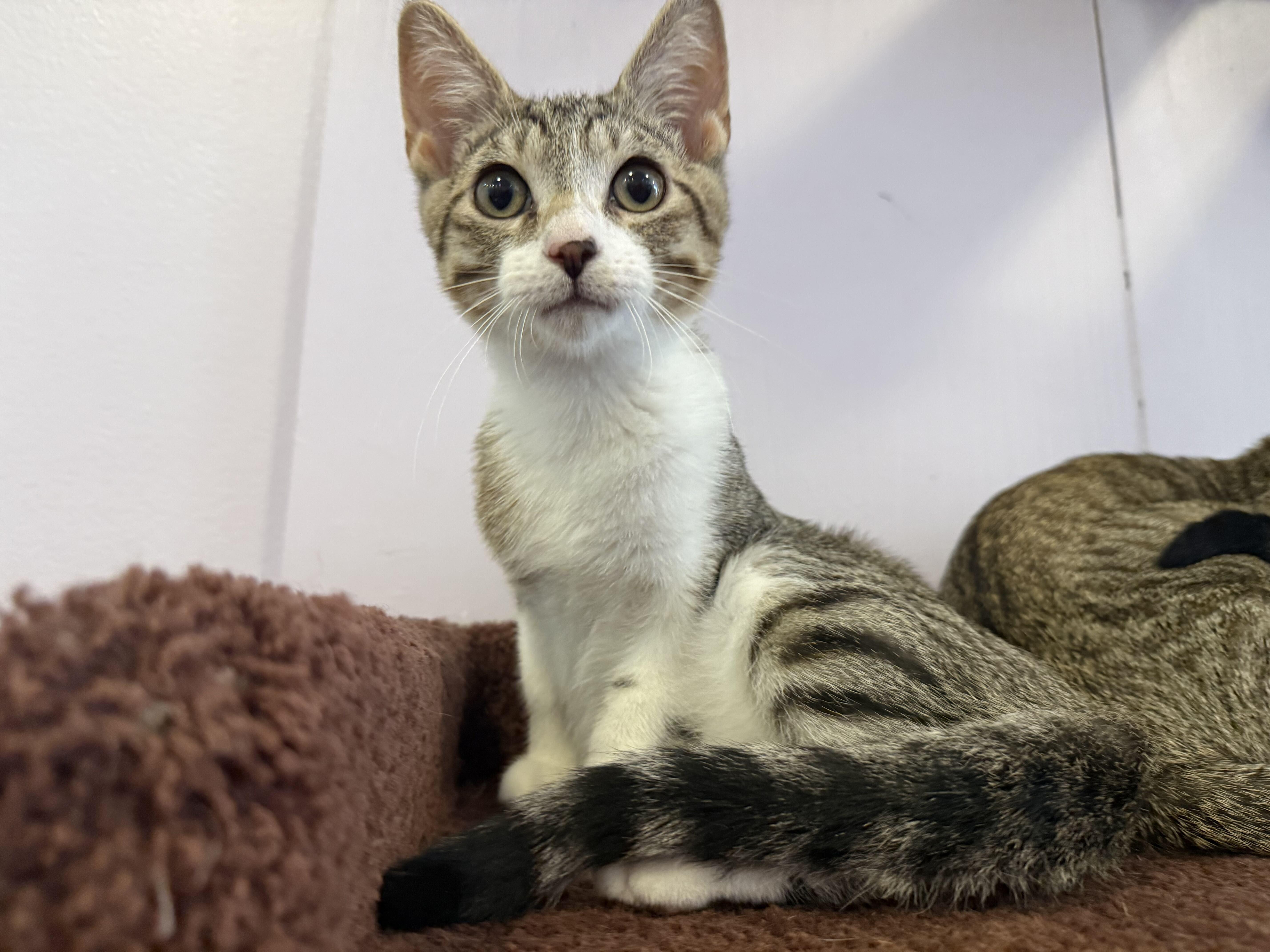 Enlarge Kimchi (cat cafe), a Adopted Domestic Short Hair in West Lafayette, IN image 3/5