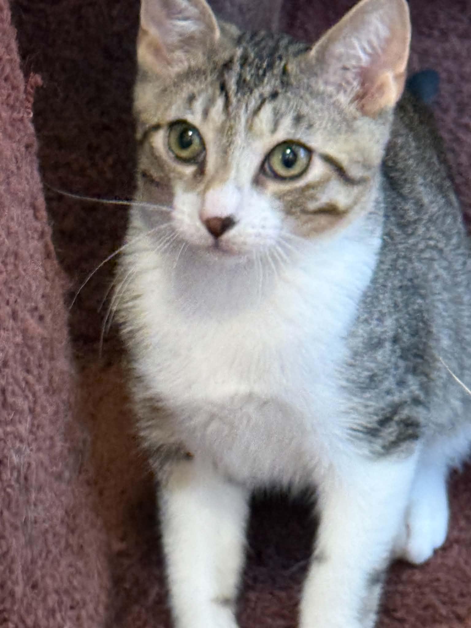 Enlarge Kimchi (cat cafe), a Adopted Domestic Short Hair in West Lafayette, IN image 5/5