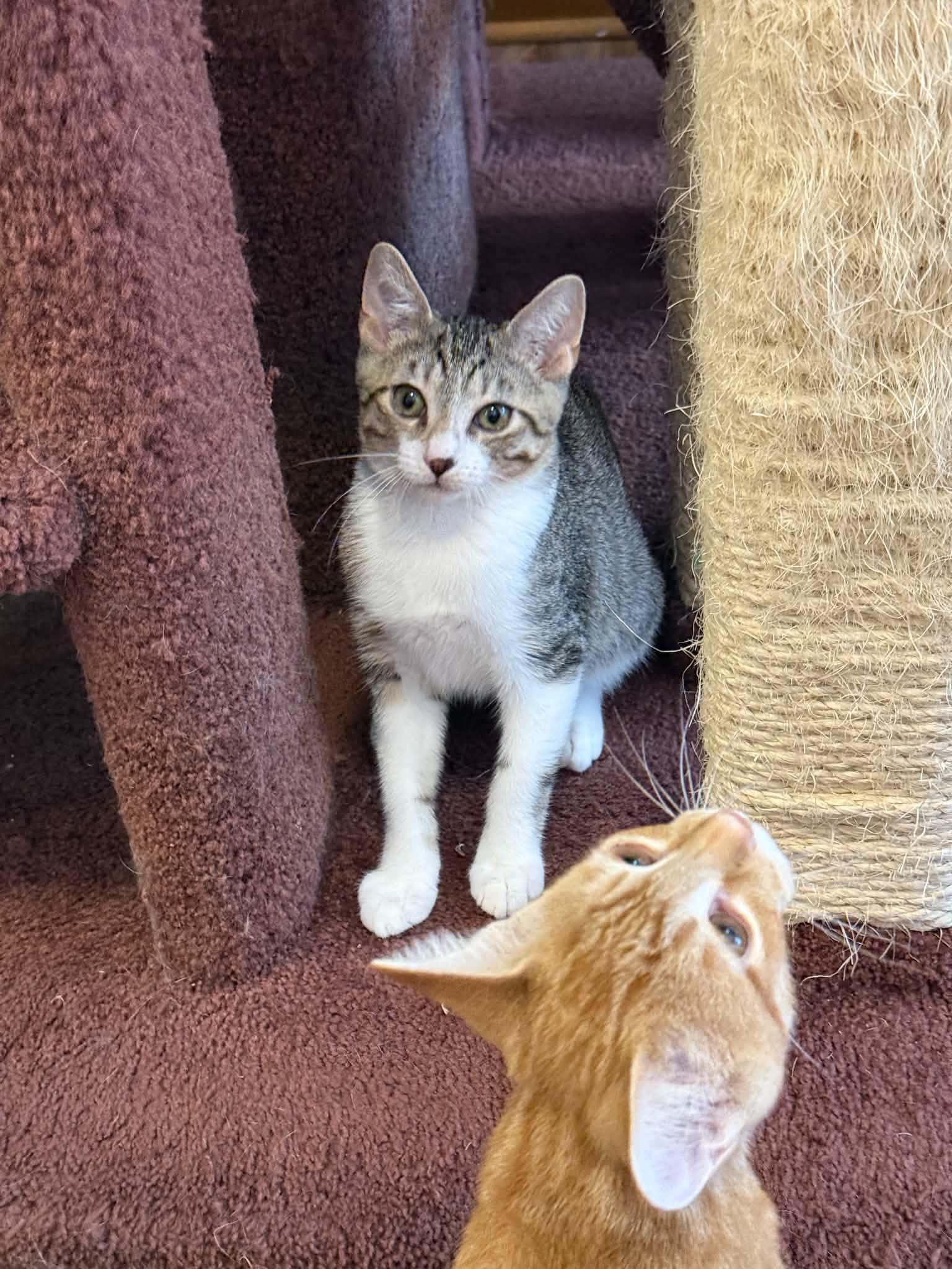 Enlarge Kimchi (cat cafe), a Adopted Domestic Short Hair in West Lafayette, IN image 4/5