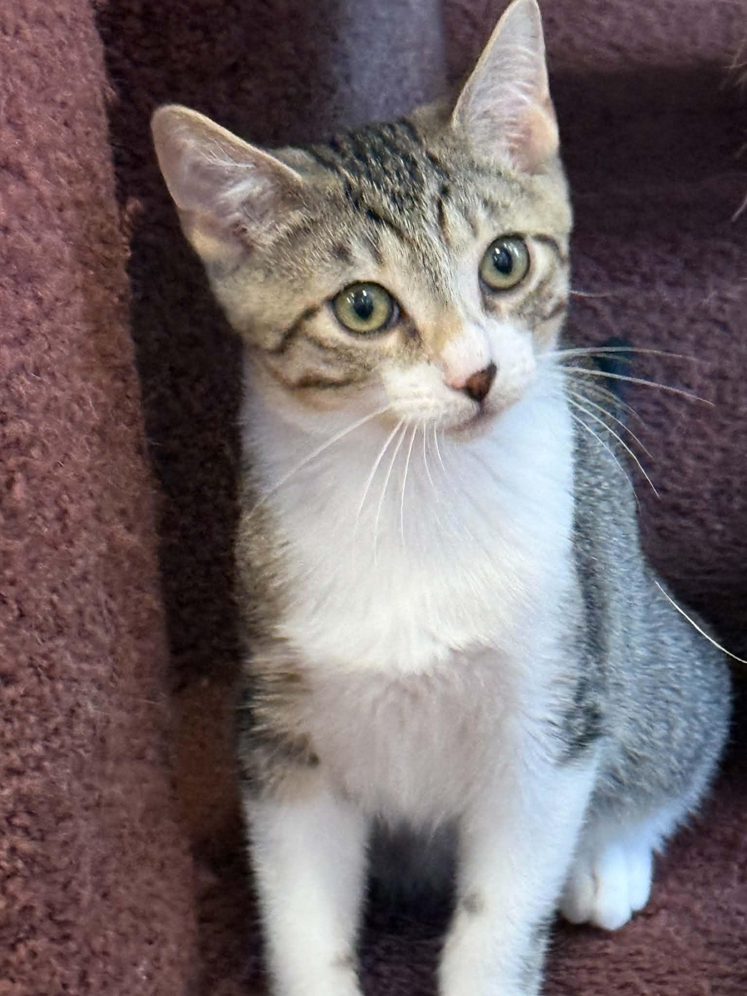 Kimchi (cat cafe), Adopted, Kitten Male Domestic Short Hair.