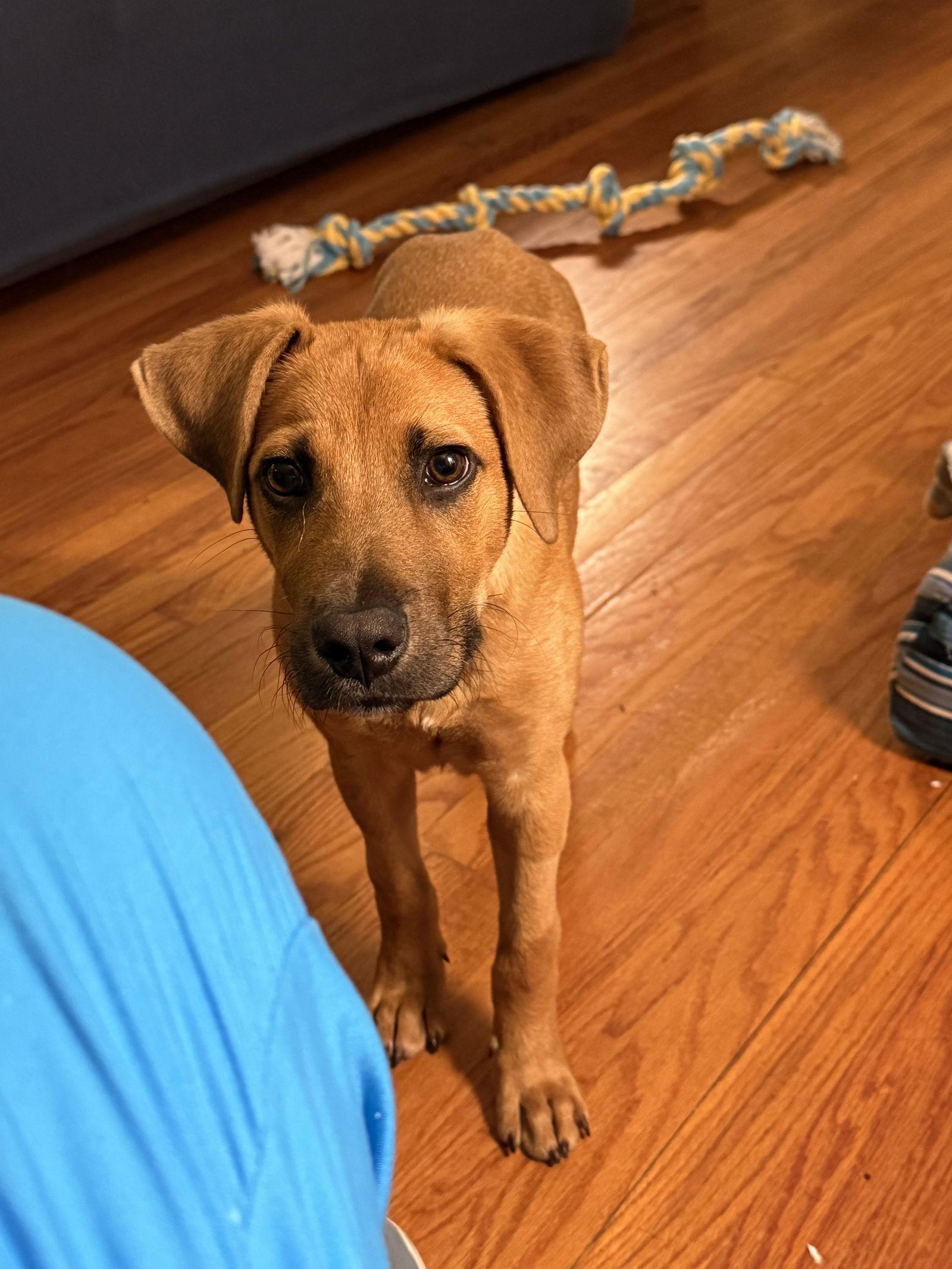 Hank, a Adopted Hound in Mount Pleasant, SC image 2/3