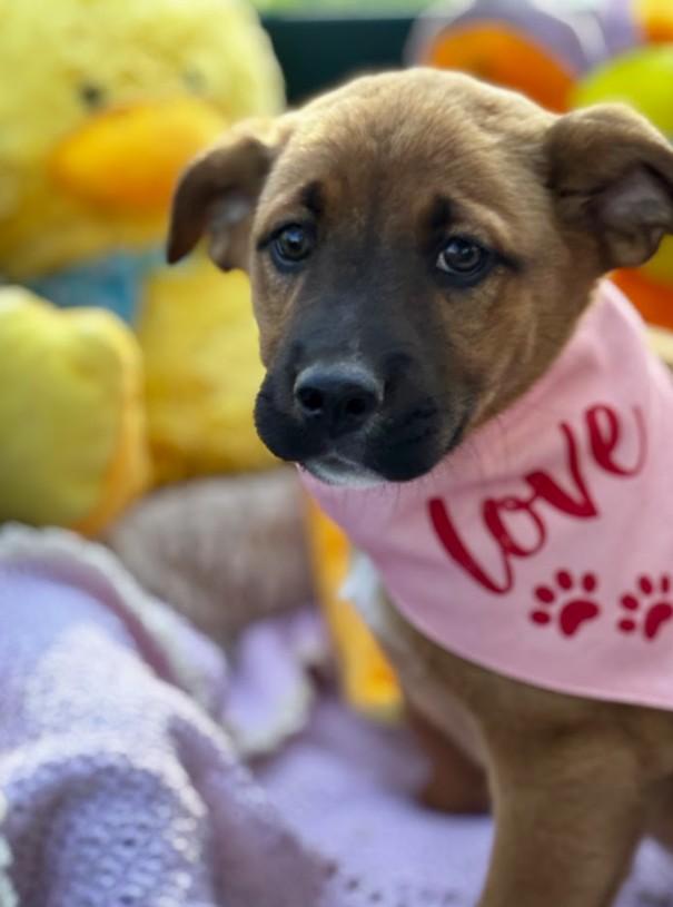 Pixie, ADOPTABLE, Puppy Female Mixed Breed.