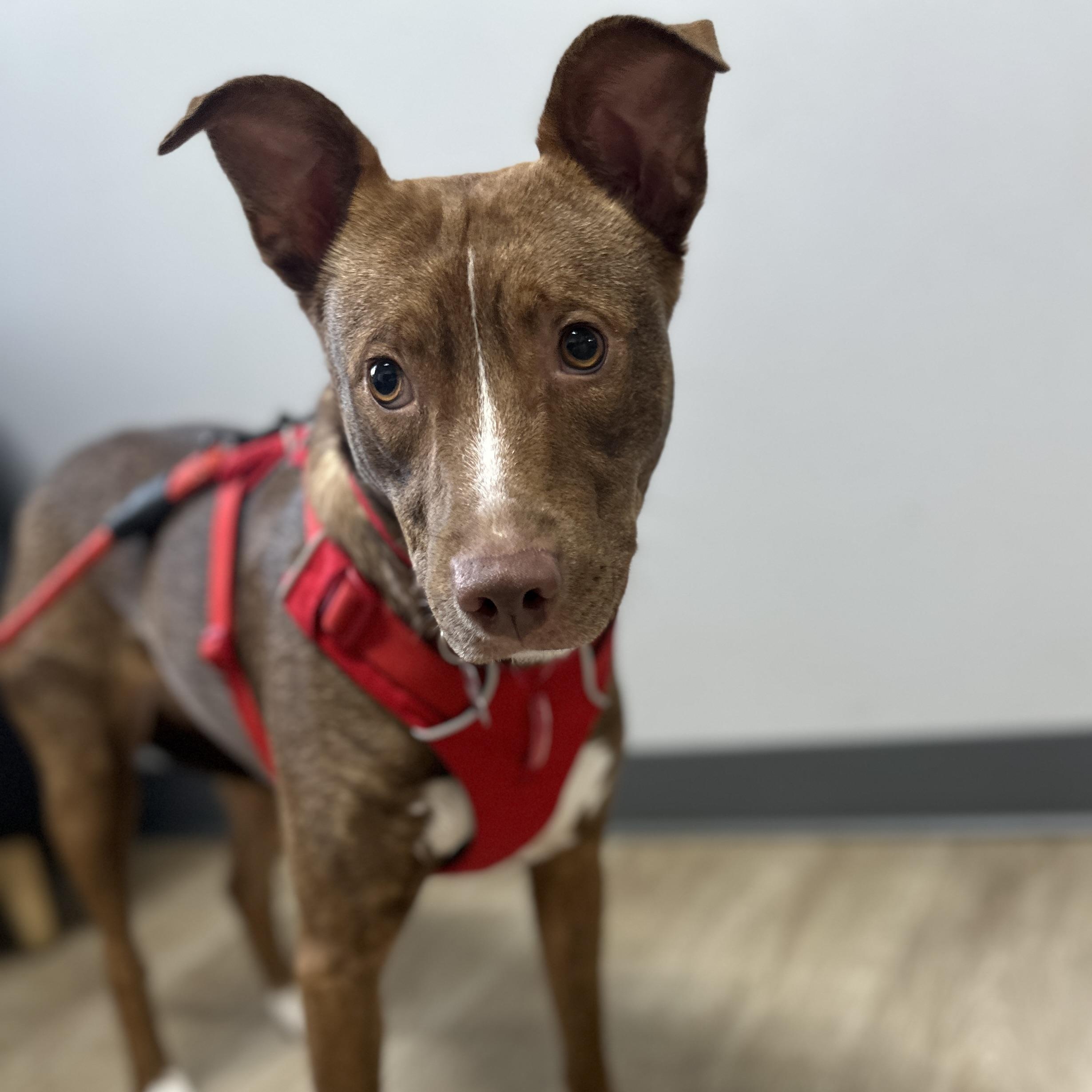 Maple, adoptable, Young Female Mixed Breed.