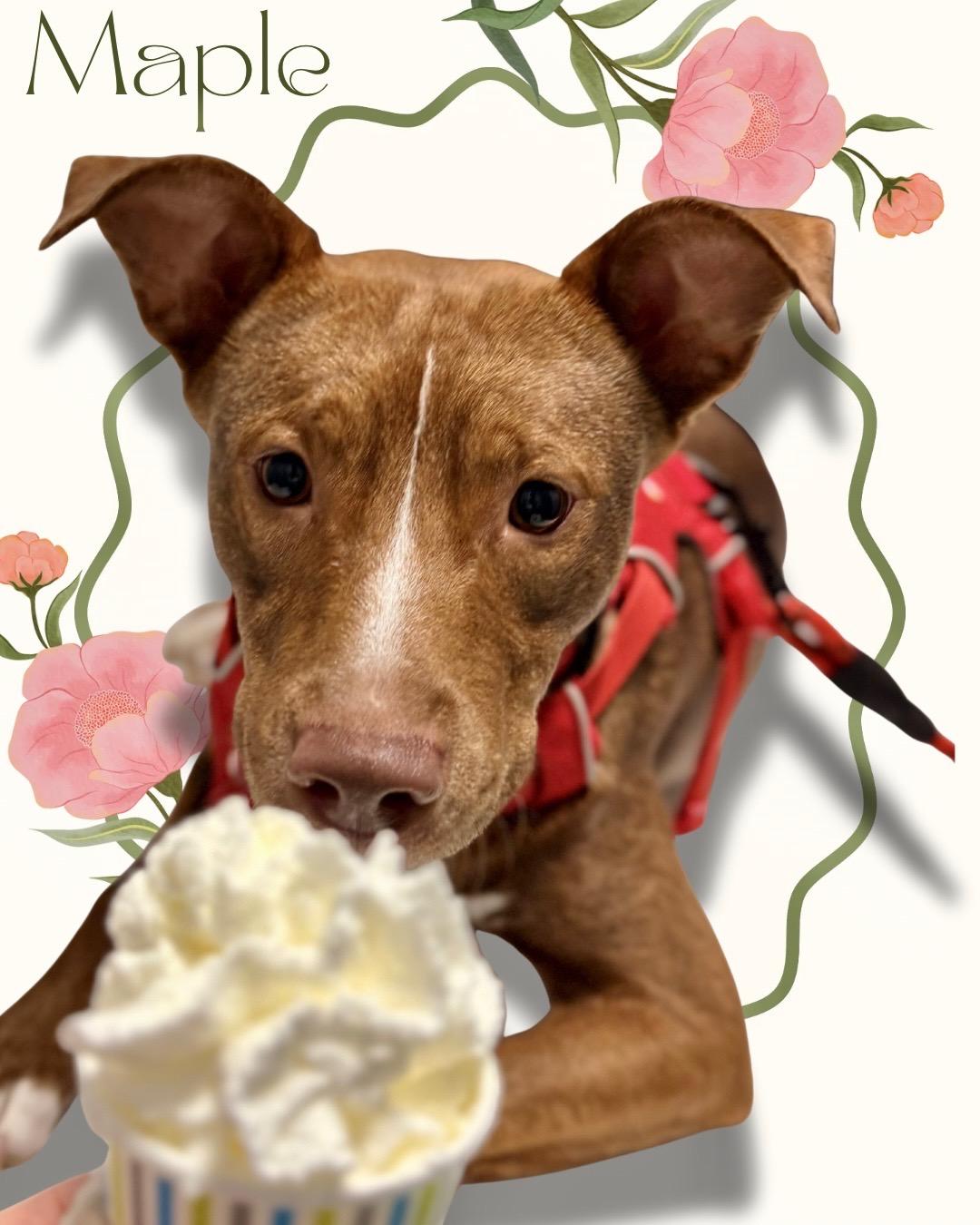 Enlarge Maple, an adoptable Mixed Breed in Roswell, GA image 2/3