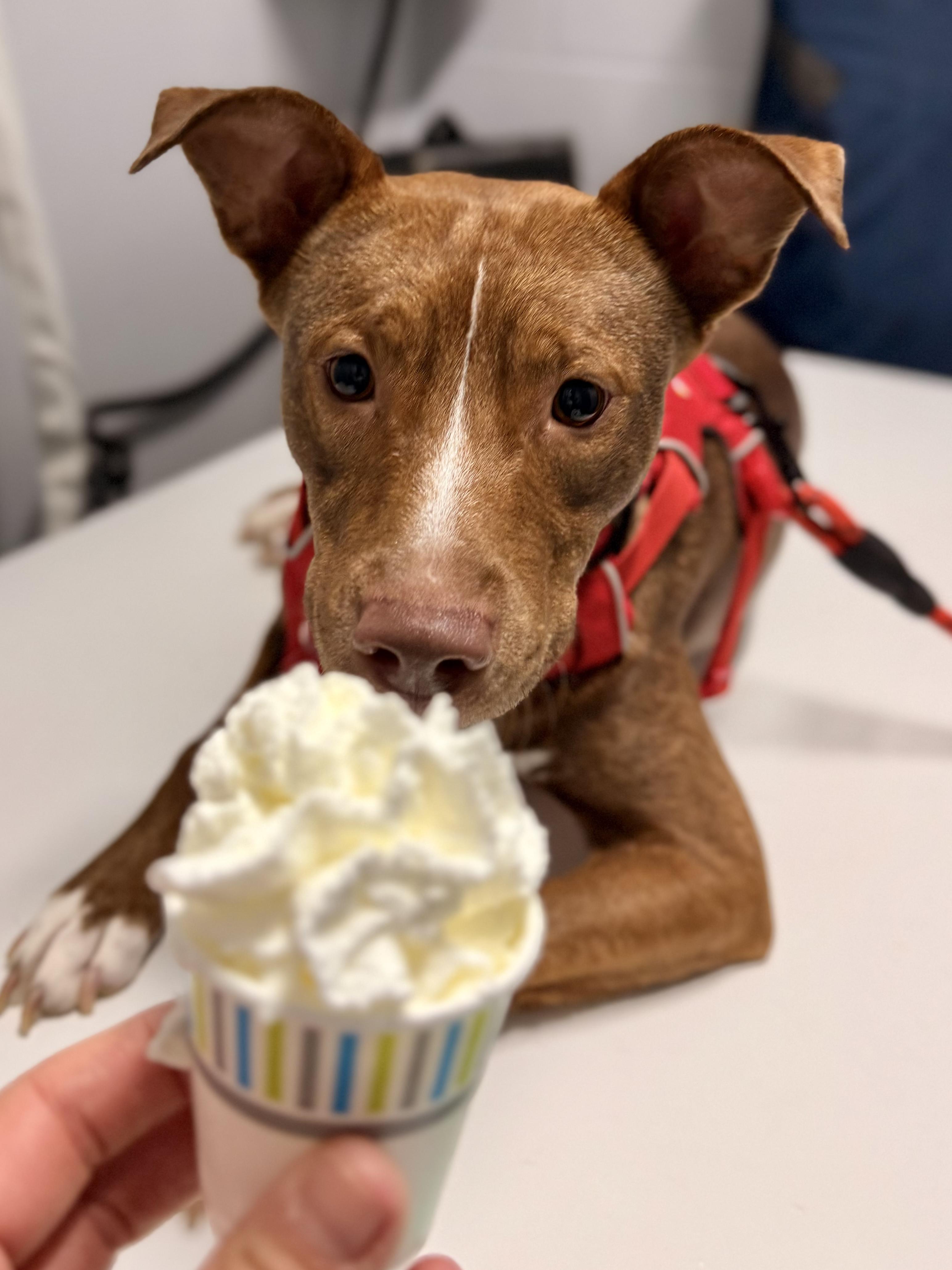 Enlarge Maple, an adoptable Mixed Breed in Roswell, GA image 3/3