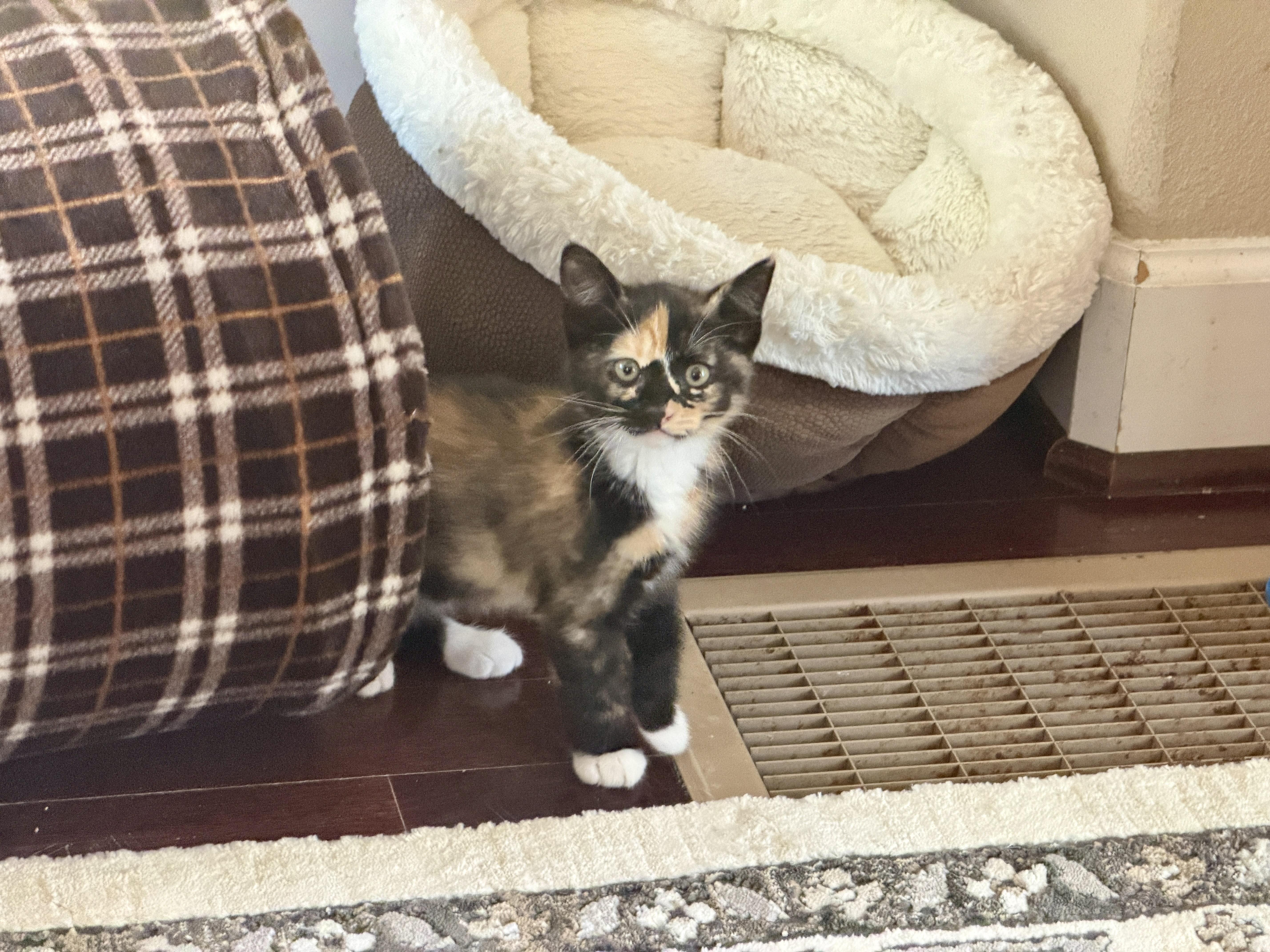 Poppy, an adopted Calico in Gilroy, CA image 2/2