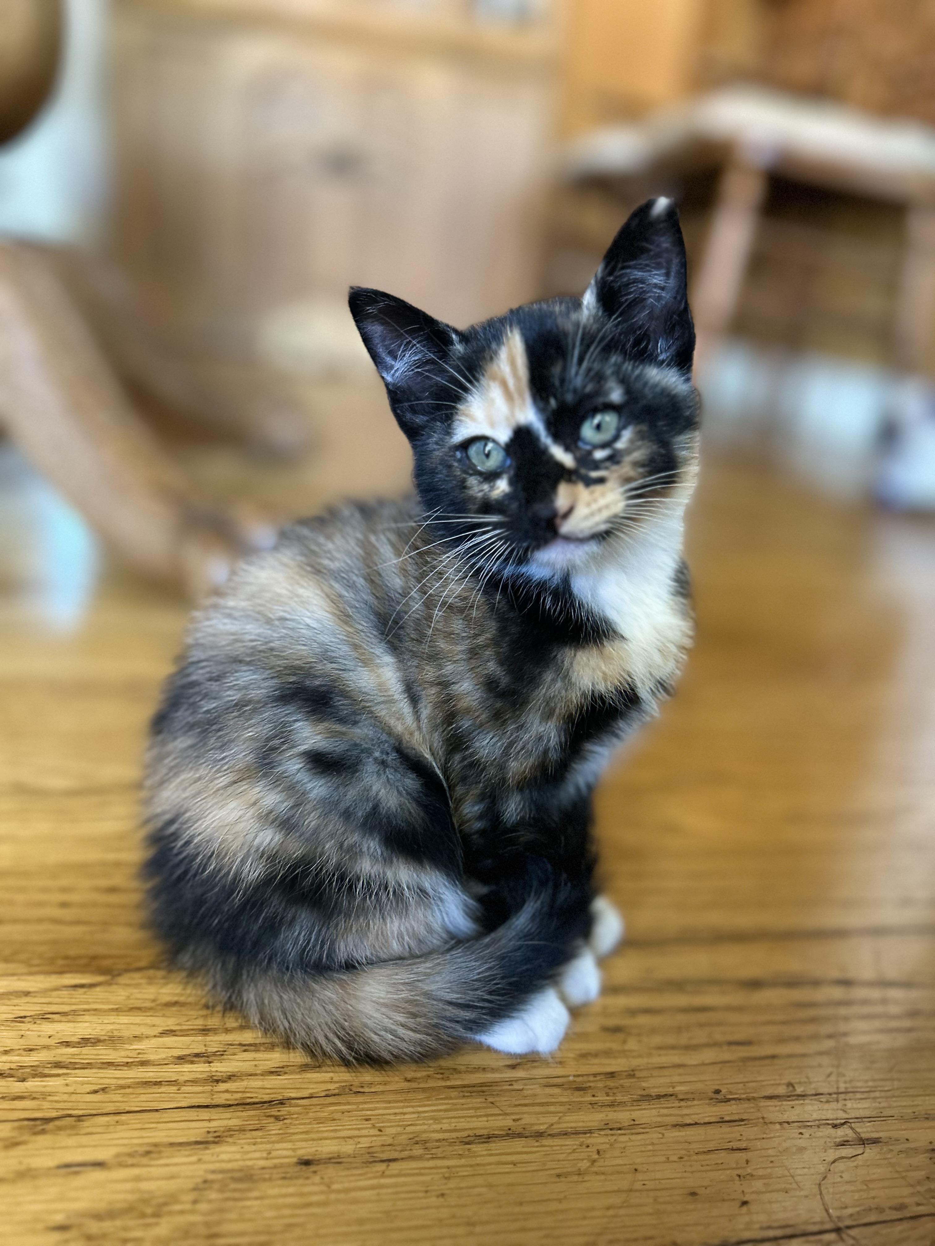 Poppy, adopted, Kitten Female Calico.