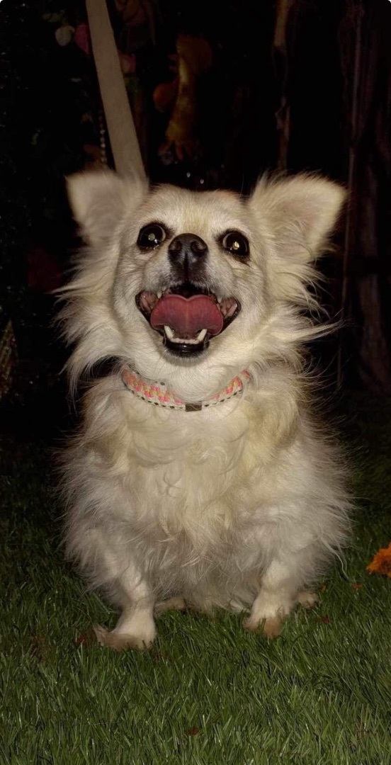 Emma, Adopted, Adult Female Pomeranian & Mixed Breed.