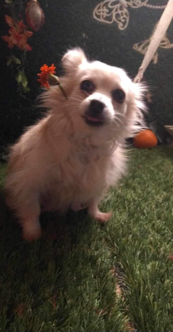 Emma, a Adopted mixed breed in Chula Vista, CA image 3/6