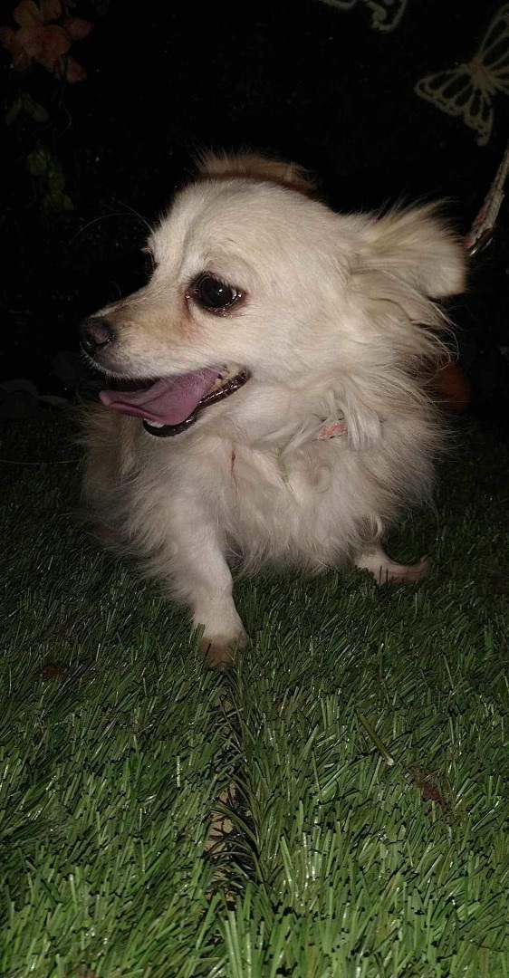 Emma, a Adopted mixed breed in Chula Vista, CA image 4/6