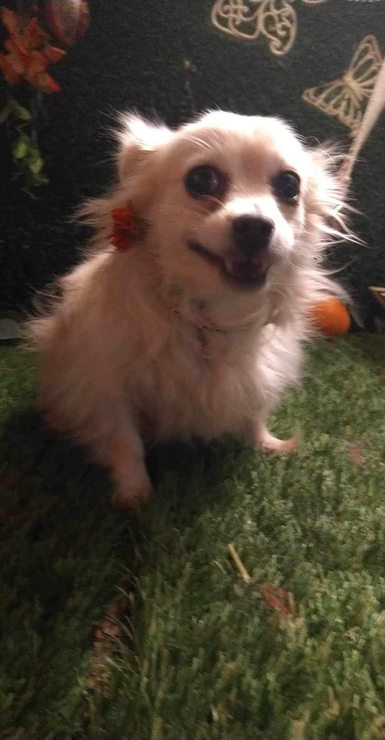 Emma, a Adopted mixed breed in Chula Vista, CA image 5/6