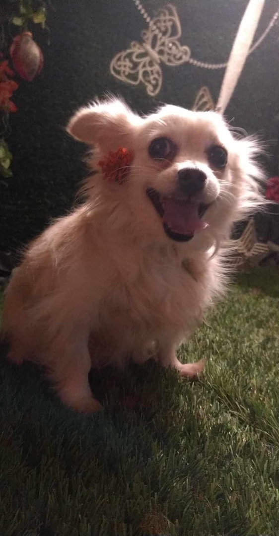 Emma, a Adopted mixed breed in Chula Vista, CA image 6/6